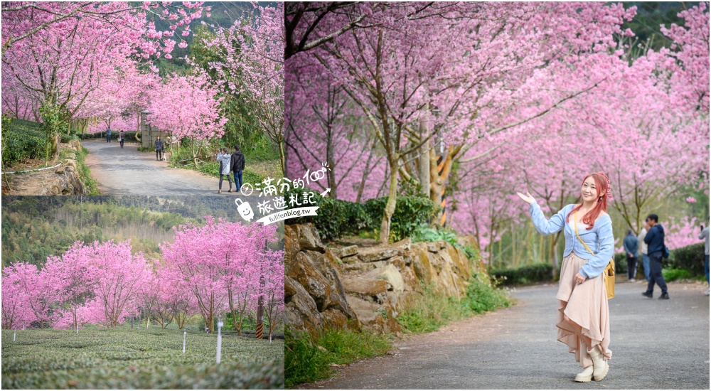 嘉義【中興製茶所櫻花林】免門票阿里山賞櫻秘境.櫻花隧道&茶田風光一次滿足!