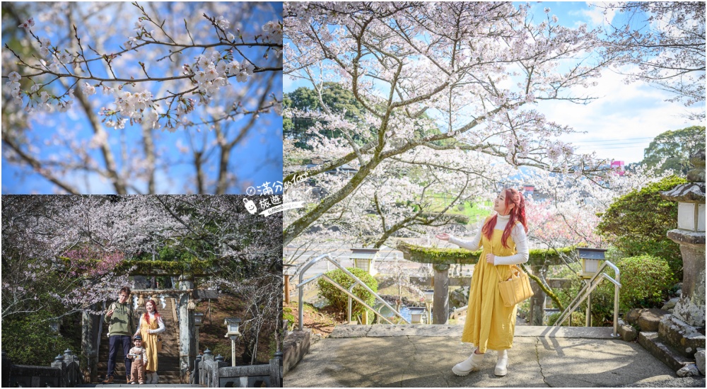 【2024武雄神社】佐賀櫻花景點推薦,看大楠神木.賞櫻花.鳥居櫻花超迷人! @滿分的旅遊札記