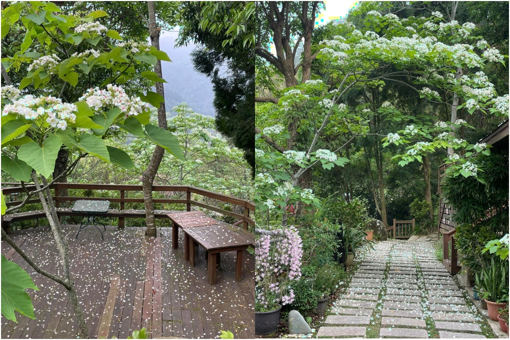 苗栗桐花景點【鹿野觀雲】景觀餐廳.下午茶.民宿.與花桐框,最美四月雪,在森林裡被桐花包圍!