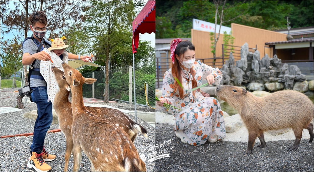 宜蘭梅花鹿景點懶人包|精選9間宜蘭梅花鹿農場,小鹿斑比的故鄉~台版經典小奈良,餵萌鹿路線一日遊!