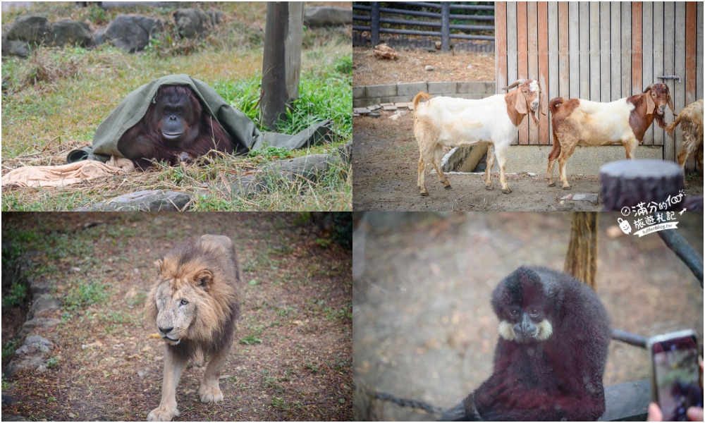 高雄壽山動物園最新天空步道|親子景點.餵小羊.看小鹿.搭小火車~與紅毛猩猩.萬獸之王合影拍美照!