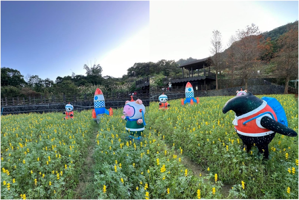 台北景點|貓空樟樹步道.魯冰花海(免門票)超浪漫金色花田.順遊周邊景點攻略!