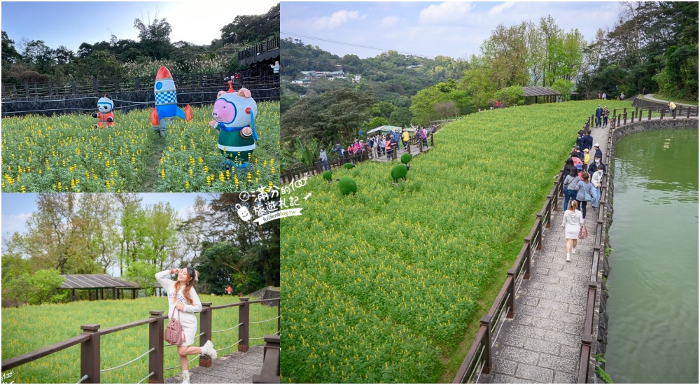 台北景點|貓空樟樹步道.魯冰花海(免門票)超浪漫金色花田.順遊周邊景點攻略! @滿分的旅遊札記