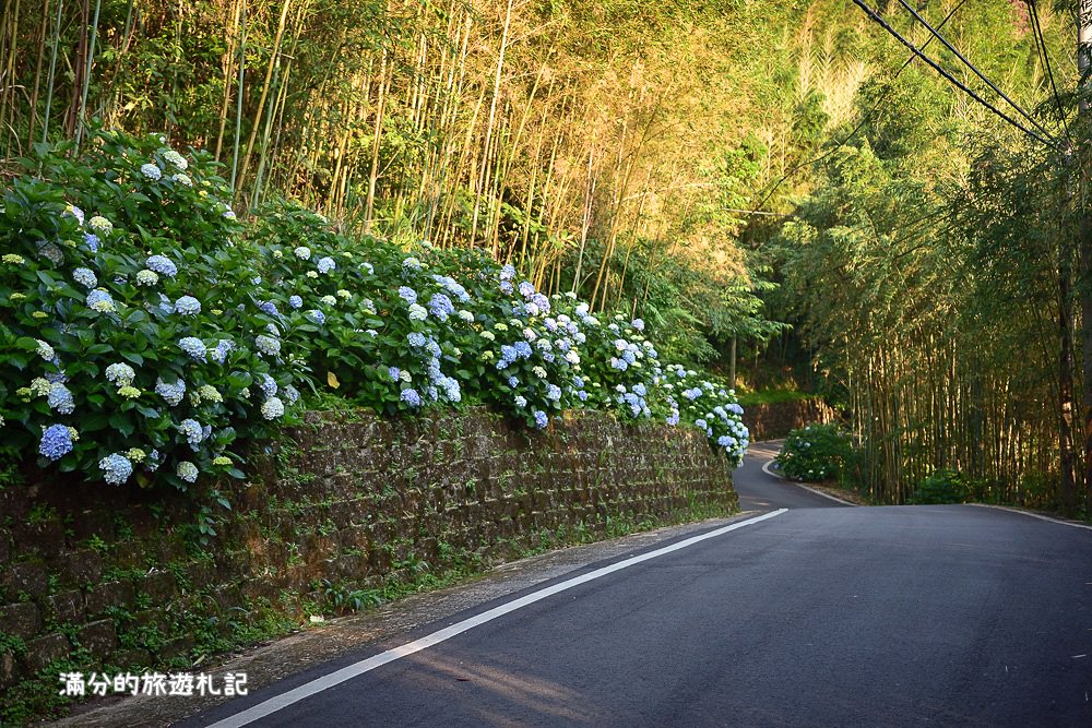 苗栗南庄景點》高山青養鱒鱘魚場繡球花開 季節限定迷人的繡球森林步道!