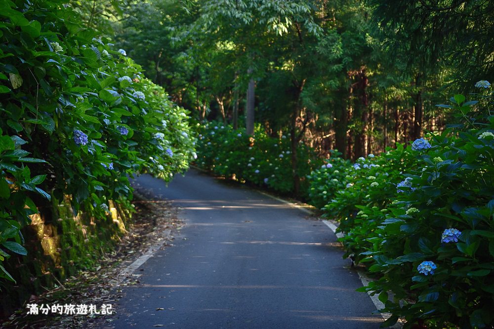 苗栗南庄景點》高山青養鱒鱘魚場繡球花開 季節限定迷人的繡球森林步道!