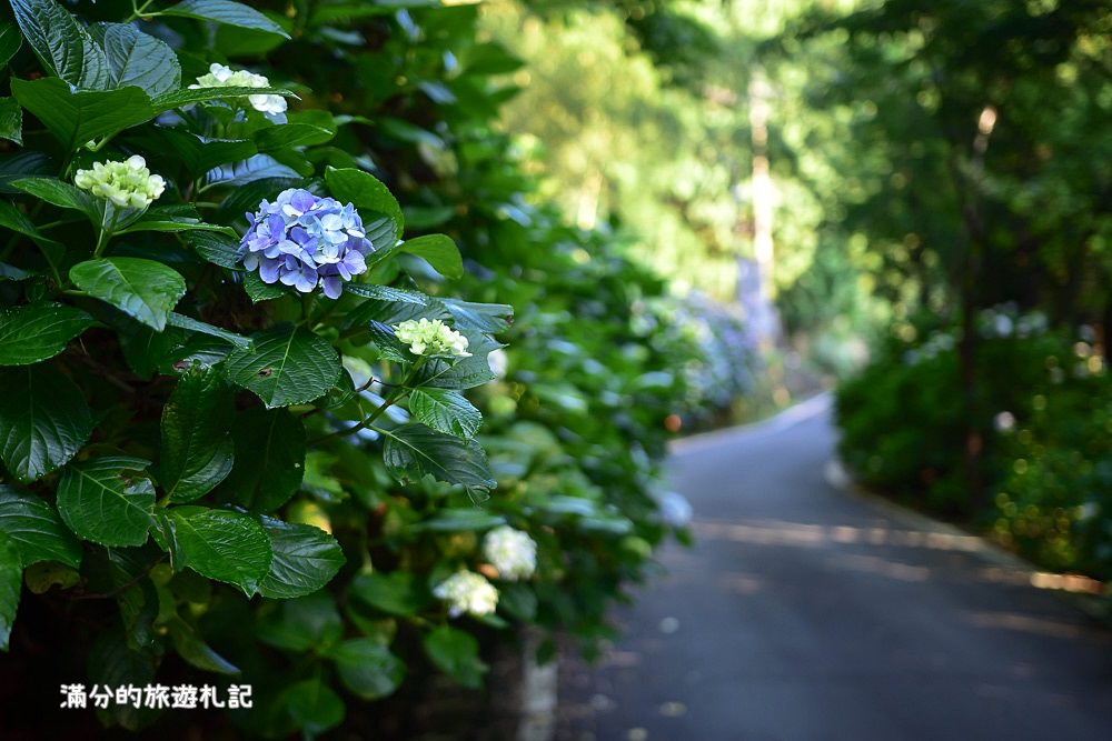 苗栗南庄景點》高山青養鱒鱘魚場繡球花開 季節限定迷人的繡球森林步道!