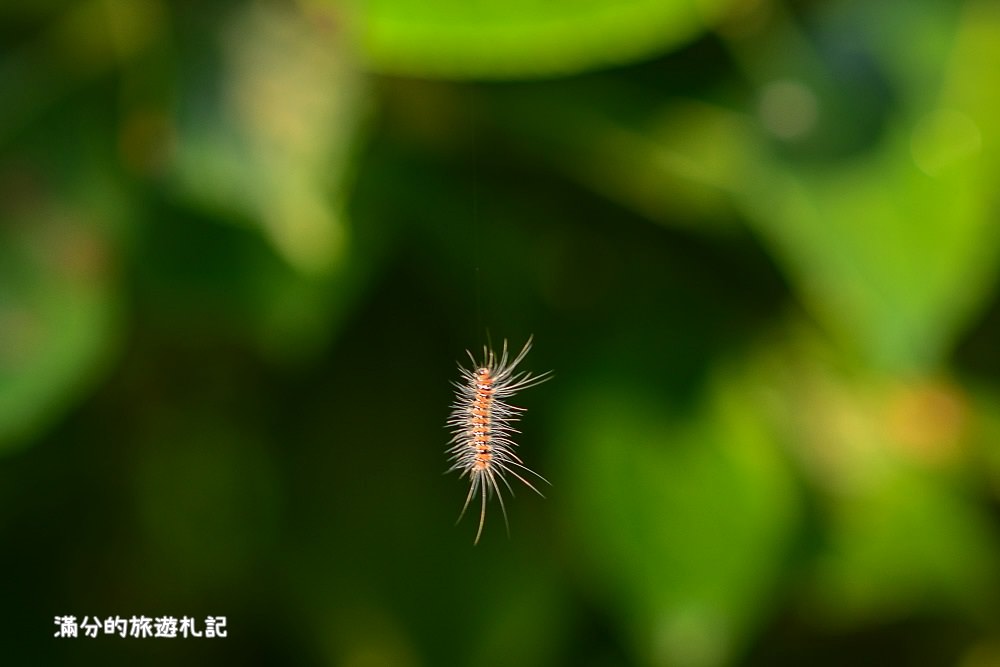 苗栗南庄景點》高山青養鱒鱘魚場繡球花開 季節限定迷人的繡球森林步道!