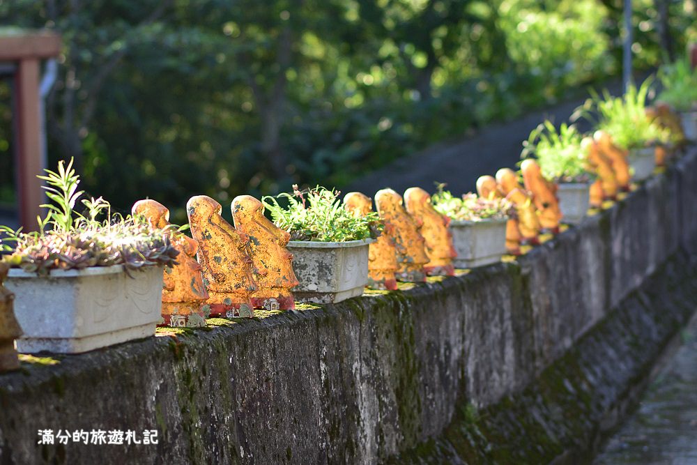 苗栗南庄景點》高山青養鱒鱘魚場繡球花開 季節限定迷人的繡球森林步道!