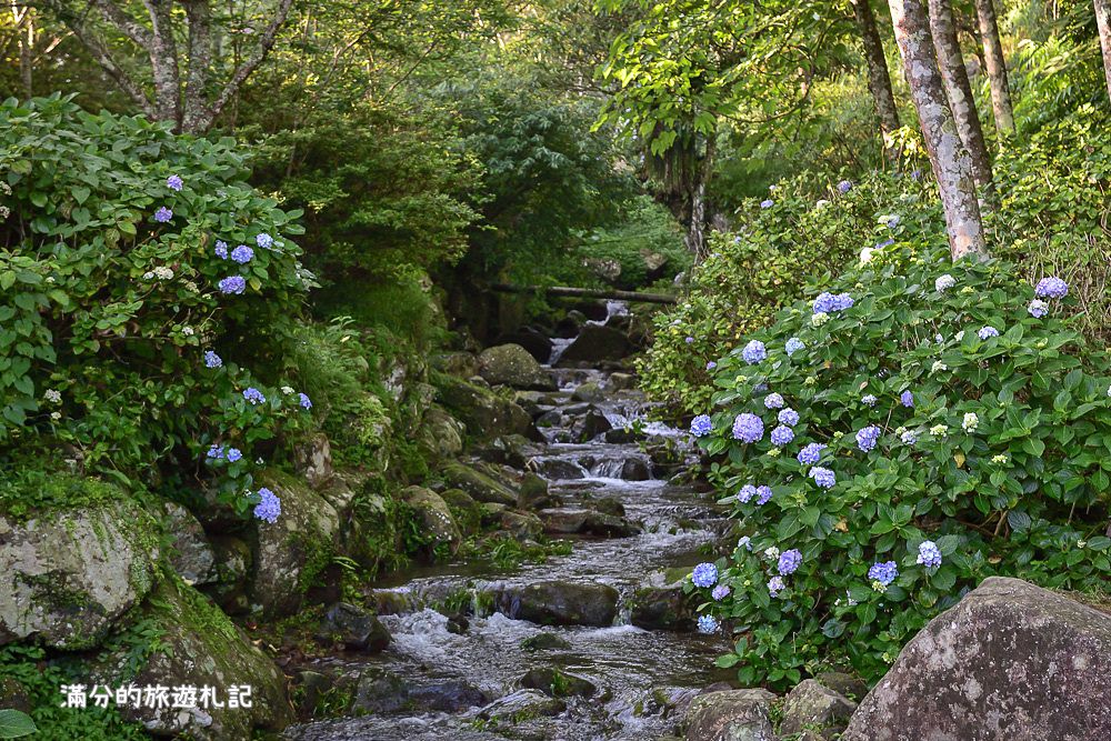 苗栗南庄景點》高山青養鱒鱘魚場繡球花開 季節限定迷人的繡球森林步道!