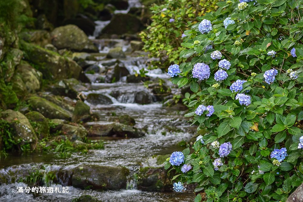 苗栗南庄景點》高山青養鱒鱘魚場繡球花開 季節限定迷人的繡球森林步道!