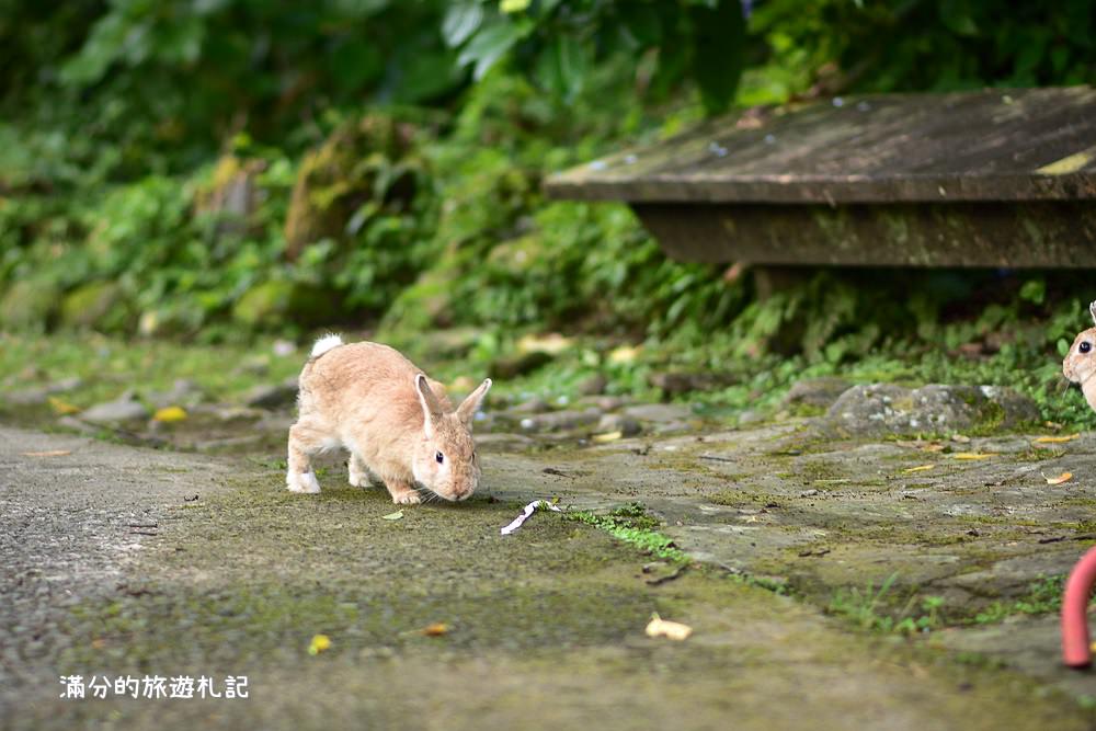 苗栗南庄景點》高山青養鱒鱘魚場繡球花開 季節限定迷人的繡球森林步道!