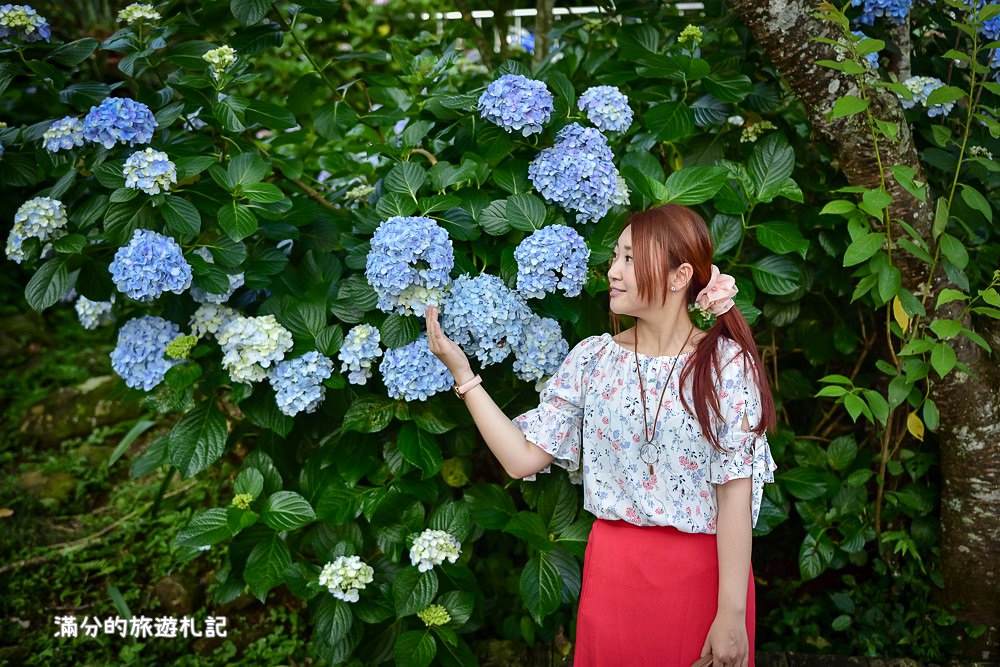 苗栗南庄景點》高山青養鱒鱘魚場繡球花開 季節限定迷人的繡球森林步道!