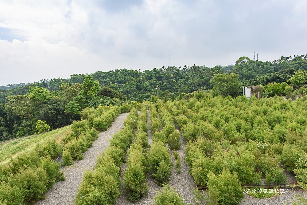 南投市景點》29號花園 南投139縣道景觀咖啡廳 離天空最近的茶樹林園