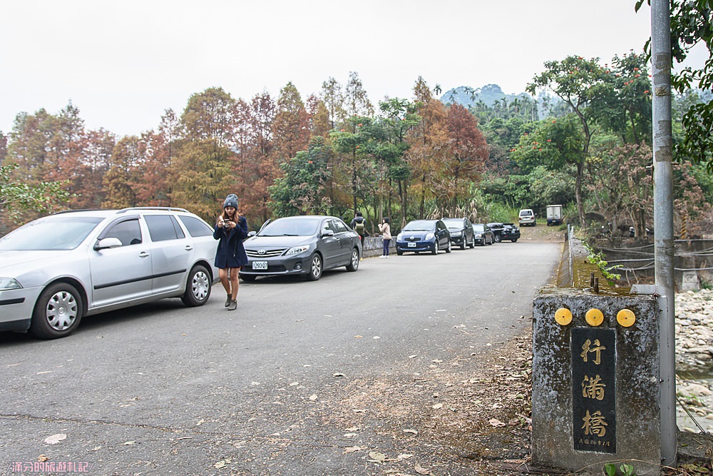 雲林古坑落羽松》行滿橋落羽松大道 50公尺的唯美浪漫 秋冬限定必訪大自然秘境