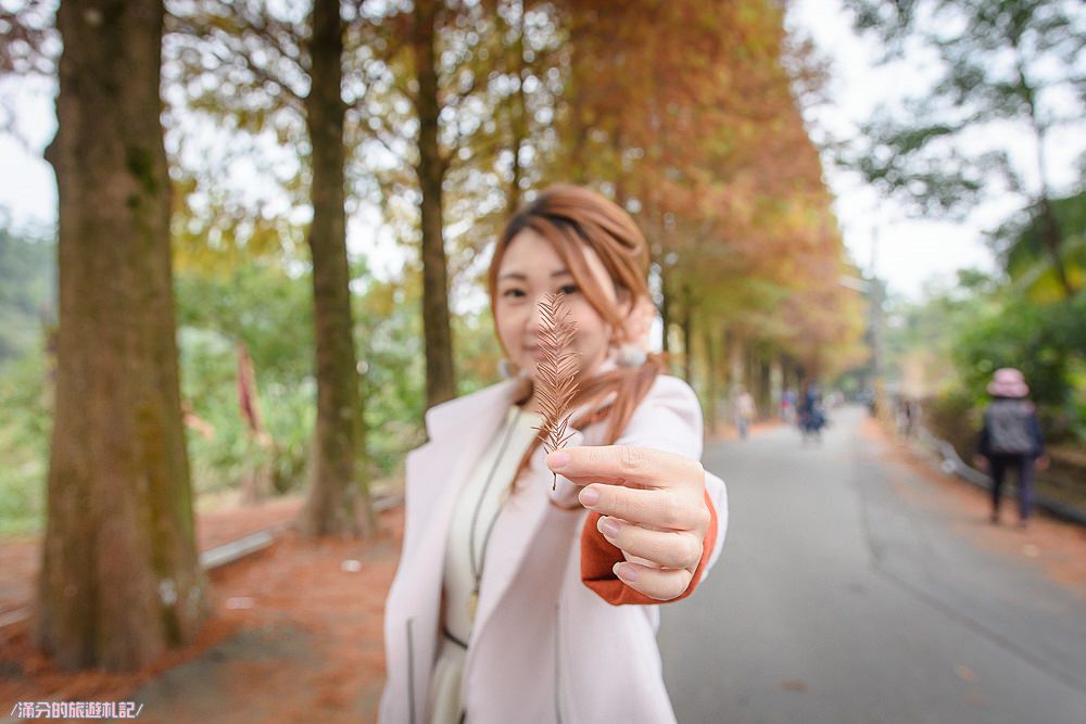 雲林古坑落羽松》行滿橋落羽松大道 50公尺的唯美浪漫 秋冬限定必訪大自然秘境