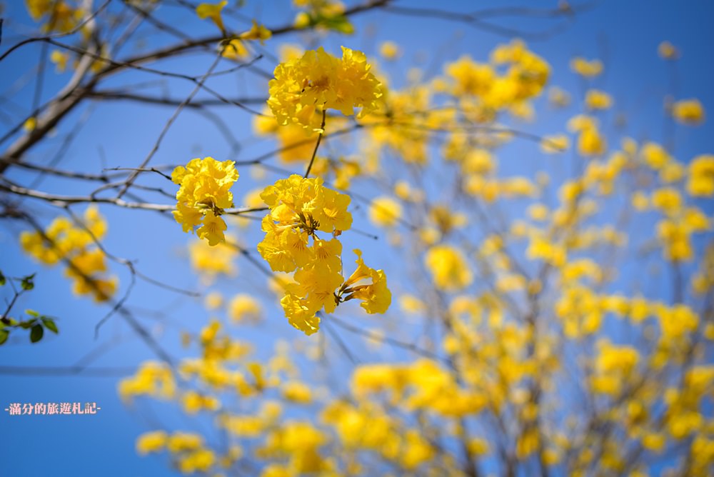 台中景點｜廍子公園黃花風鈴木|金黃大腳踏台中.季節限定花季~台中最美的黃金公園!