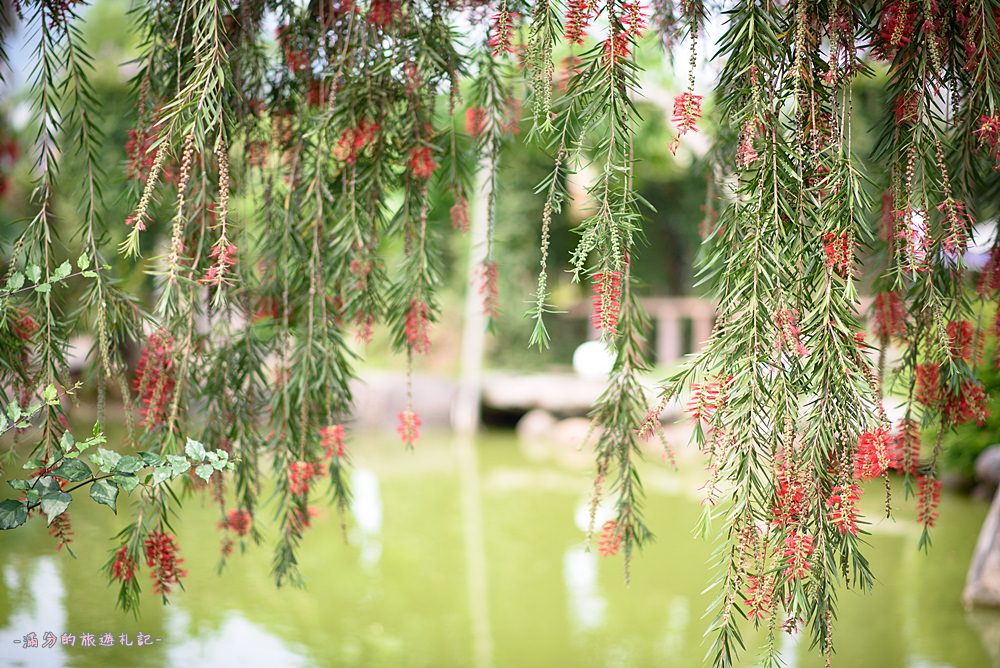 南投集集景點》漂流木花園餐廳 集集景觀餐廳 市區也能感受大自然的美 遠離塵囂的秘境小花園!