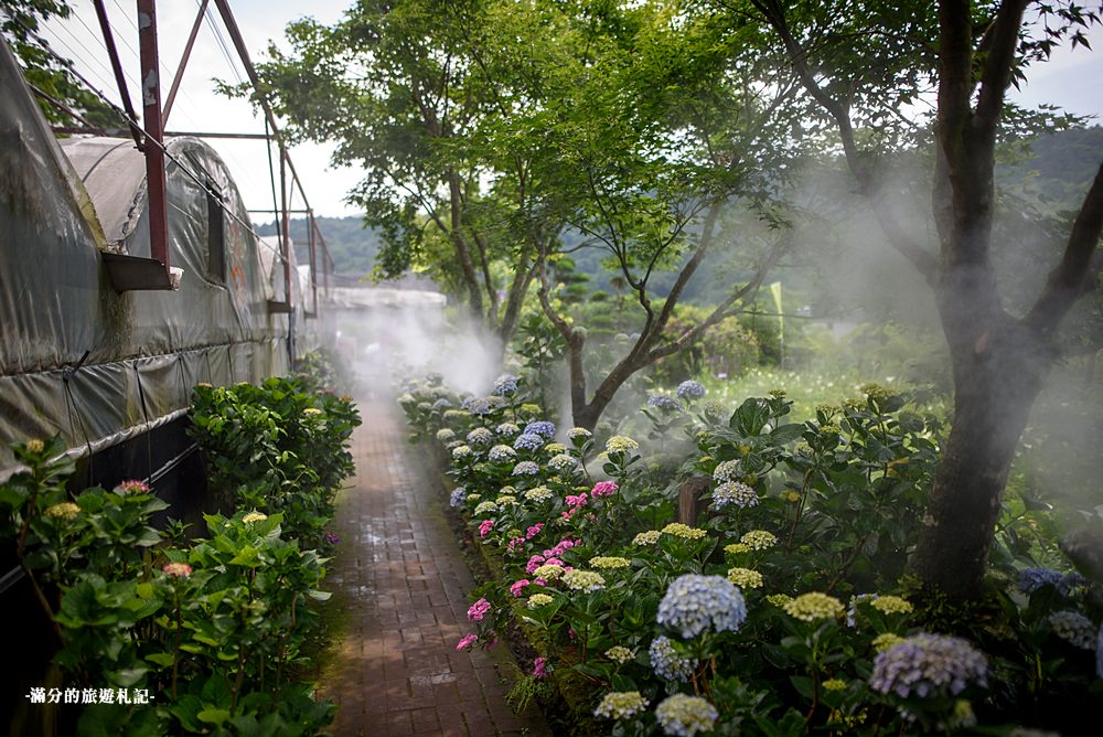 【2024竹子湖花與樹繡球花田】最新門票資訊,陽明山絕美迷霧紫陽花園,花團錦簇的山林仙境!