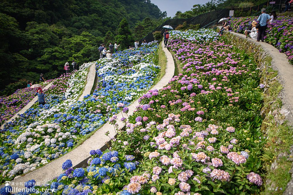 【2024大梯田繡球花卉生態農園】最新花況&門票資訊,竹竹湖繡球花梯田,花團錦簇魅力誘惑！