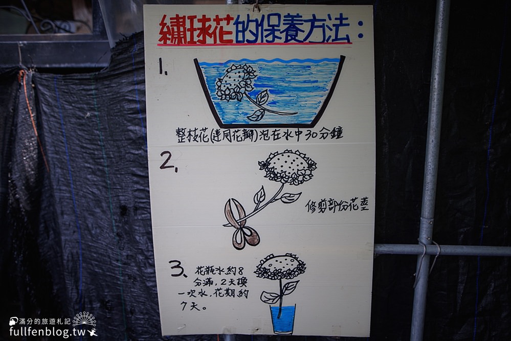 【2024大梯田繡球花卉生態農園】最新花況&門票資訊,竹竹湖繡球花梯田,花團錦簇魅力誘惑！