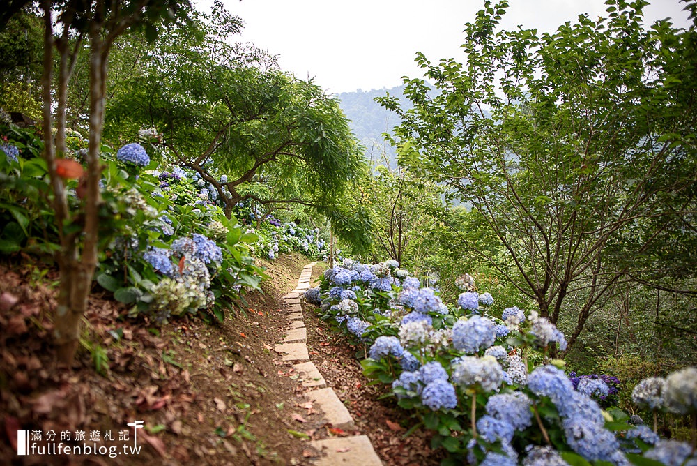 苗栗南庄【杉林松境休閒農場】南庄繡球花祕境,用餐下午茶,漫步超夢幻繡球花海廊道!