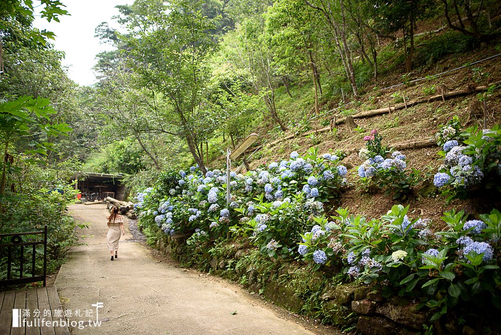 苗栗南庄【杉林松境休閒農場】南庄繡球花祕境,用餐下午茶,漫步超夢幻繡球花海廊道!