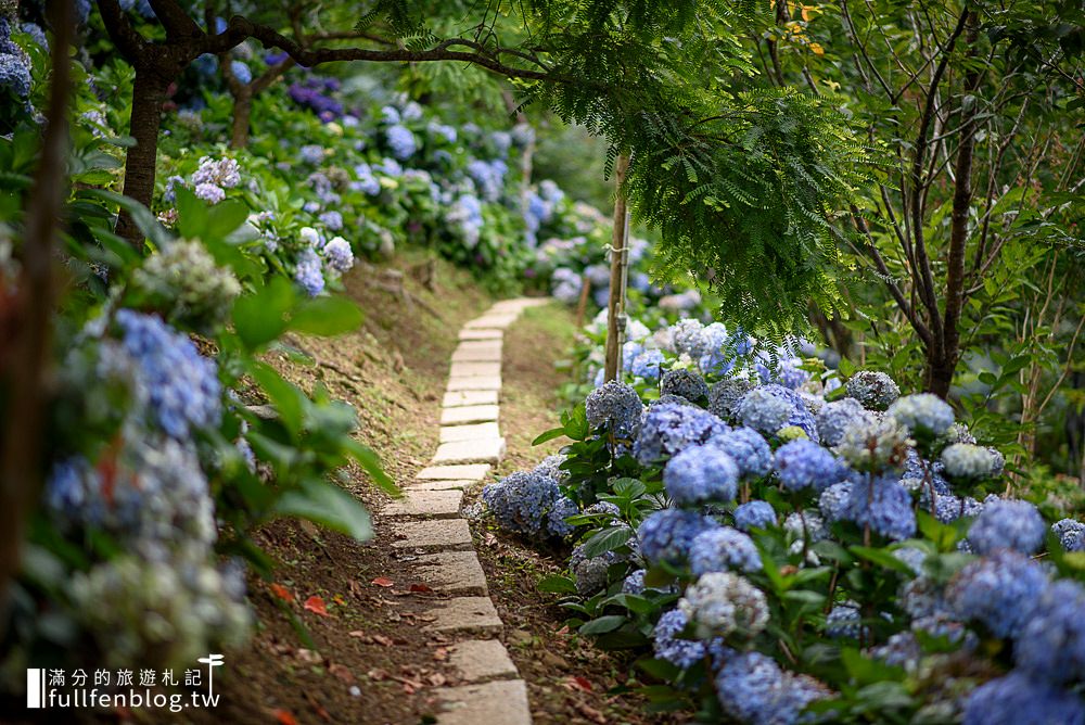 苗栗南庄【杉林松境休閒農場】南庄繡球花祕境,用餐下午茶,漫步超夢幻繡球花海廊道!