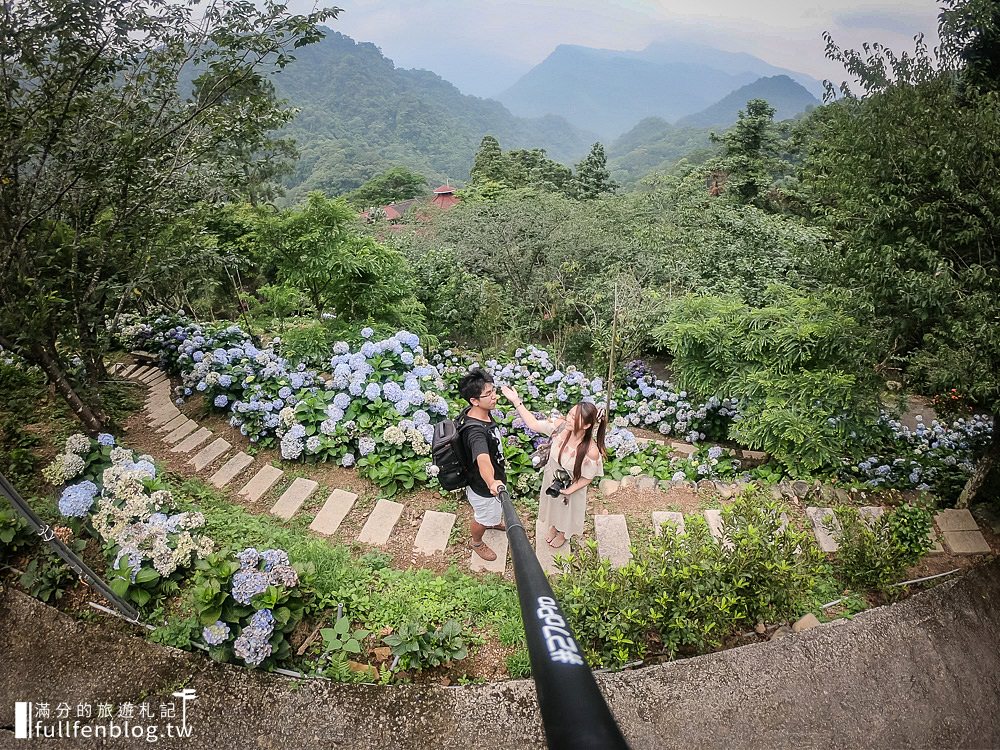 苗栗南庄【杉林松境休閒農場】南庄繡球花祕境,用餐下午茶,漫步超夢幻繡球花海廊道!