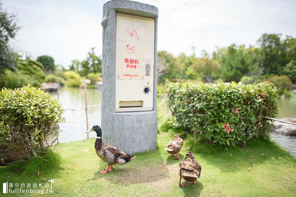 雲林虎尾景點|澄霖沉香味道森林館|愛心落羽松夢幻湖.水教堂.日系襌風庭院~號稱全台最美兼六園!