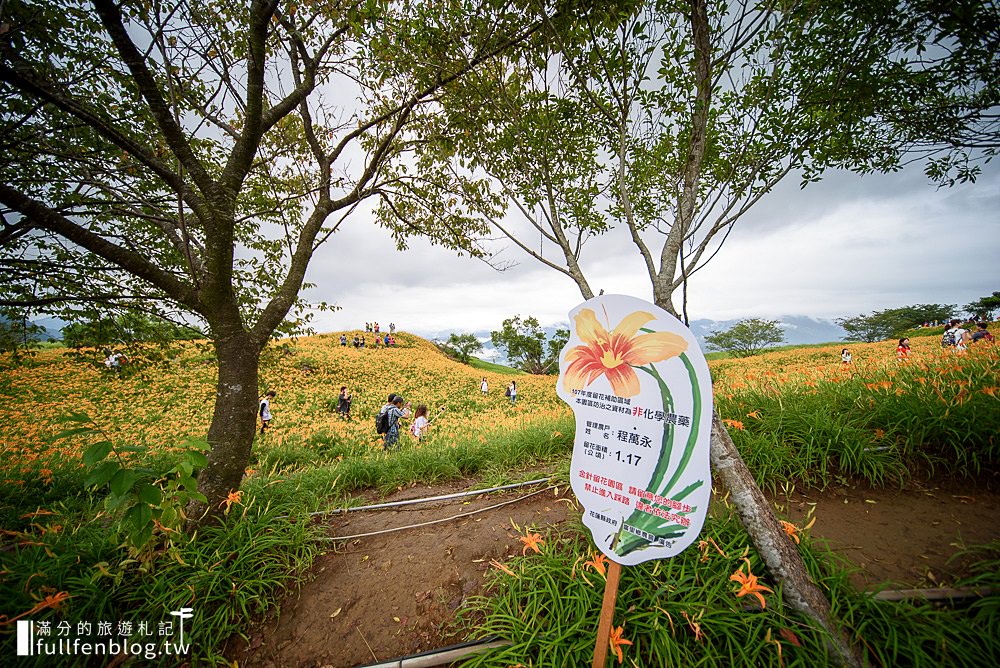 【2023花蓮六十石山金針花海最新花況】六十石山交通管制時間.賞花行程攻略.台灣小瑞士觀景台,順遊景點推薦!