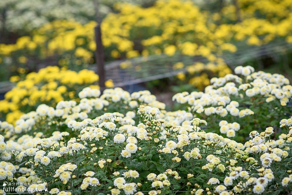 2021銅鑼杭菊季|九湖休閒農場|杭菊花海&太陽麻花海~最美金色花毯&浪漫11月雪!