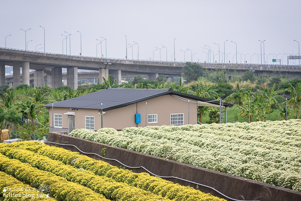 2021銅鑼杭菊季|九湖休閒農場|杭菊花海&太陽麻花海~最美金色花毯&浪漫11月雪!