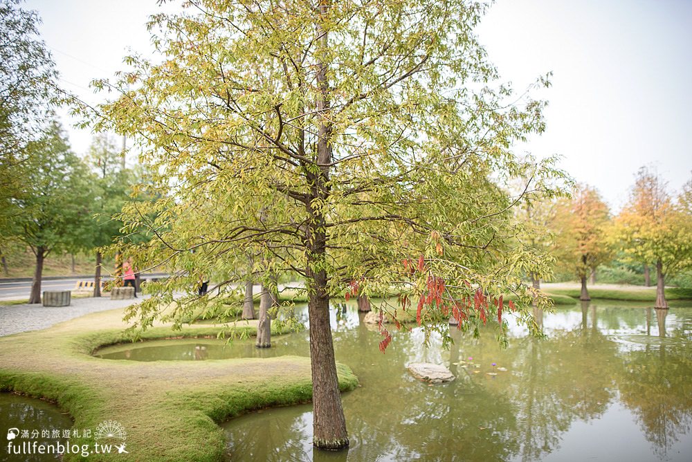 雲林落羽松景點|虎尾青埔落羽松森林|唯美浪漫的賞松庭院小秘境~大自然的小小攝影棚!