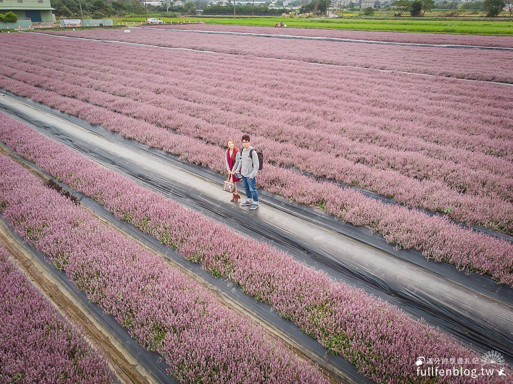 桃園仙草花節|紫衣仙草花田.金色花毯.地景藝術|動人紫色布畫~秒置身在法國普羅旺斯!