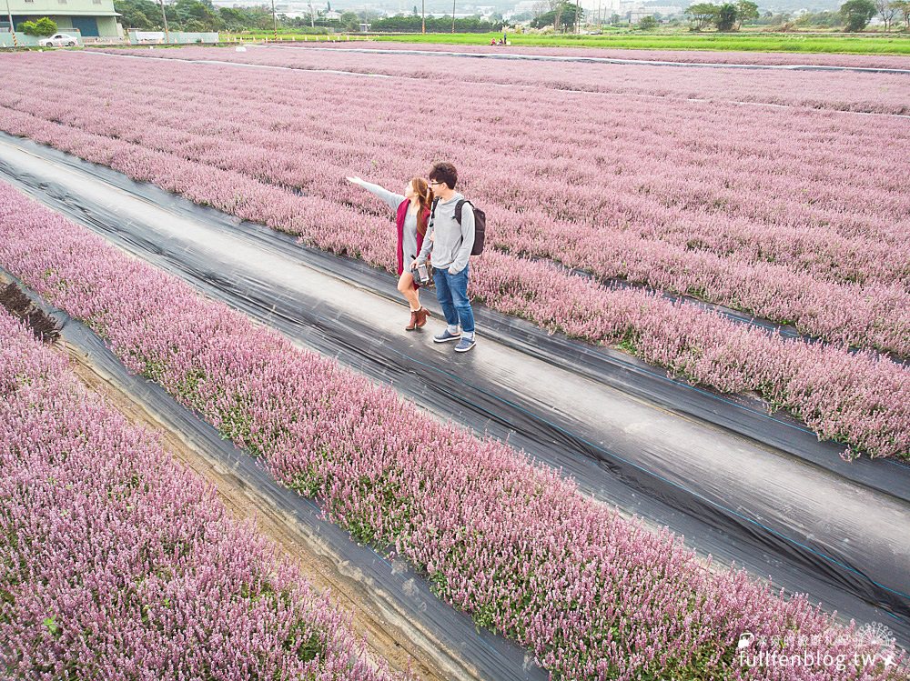 桃園仙草花節|紫衣仙草花田.金色花毯.地景藝術|動人紫色布畫~秒置身在法國普羅旺斯!