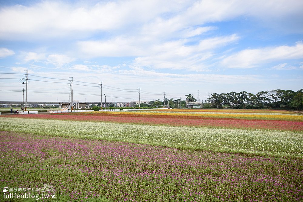 桃園仙草花節|紫衣仙草花田.金色花毯.地景藝術|動人紫色布畫~秒置身在法國普羅旺斯!