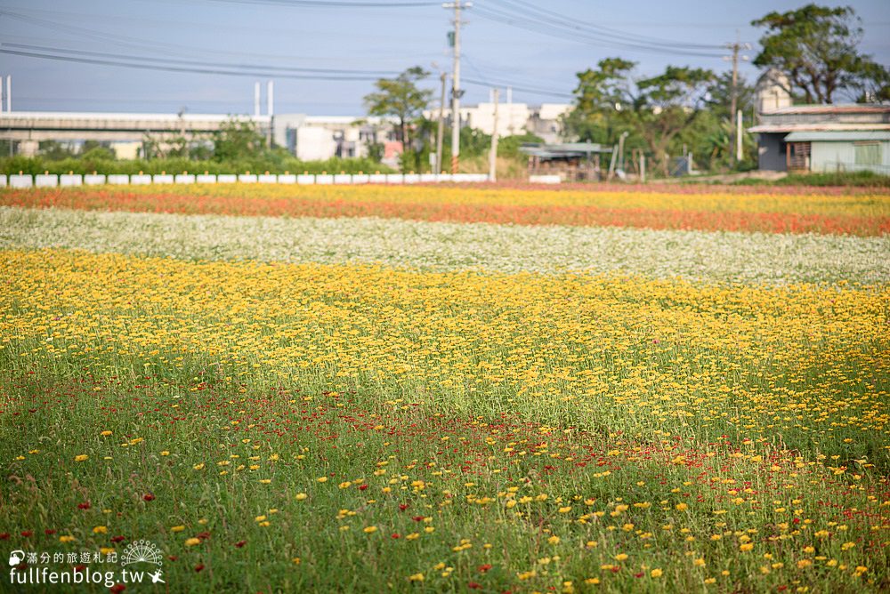 桃園仙草花節|紫衣仙草花田.金色花毯.地景藝術|動人紫色布畫~秒置身在法國普羅旺斯!