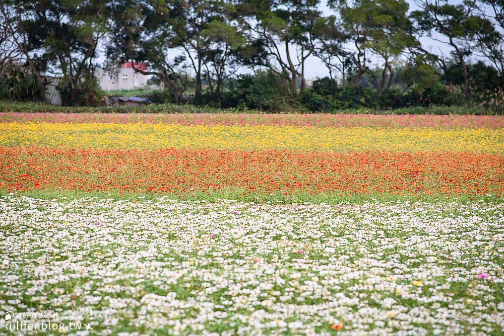 桃園仙草花節|紫衣仙草花田.金色花毯.地景藝術|動人紫色布畫~秒置身在法國普羅旺斯!