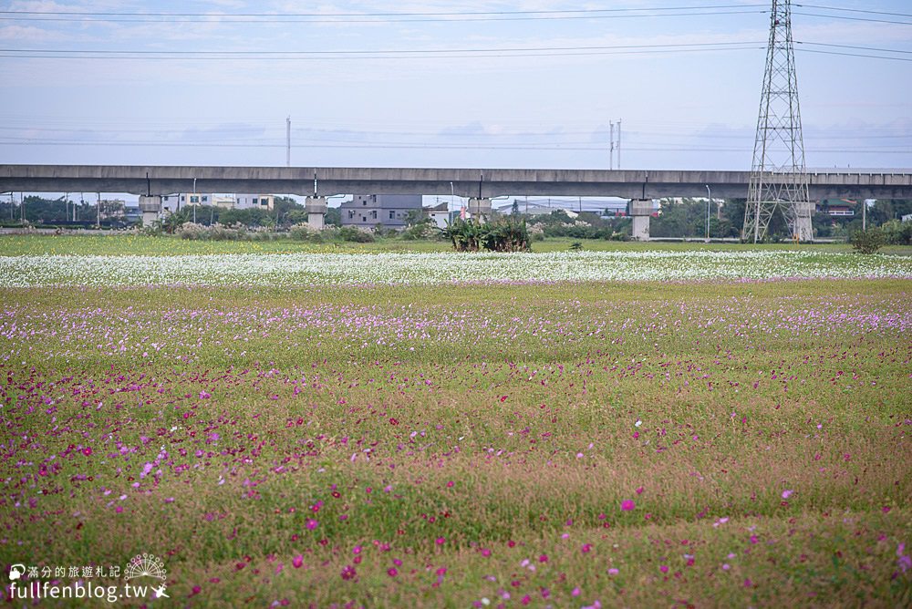 桃園仙草花節|紫衣仙草花田.金色花毯.地景藝術|動人紫色布畫~秒置身在法國普羅旺斯!