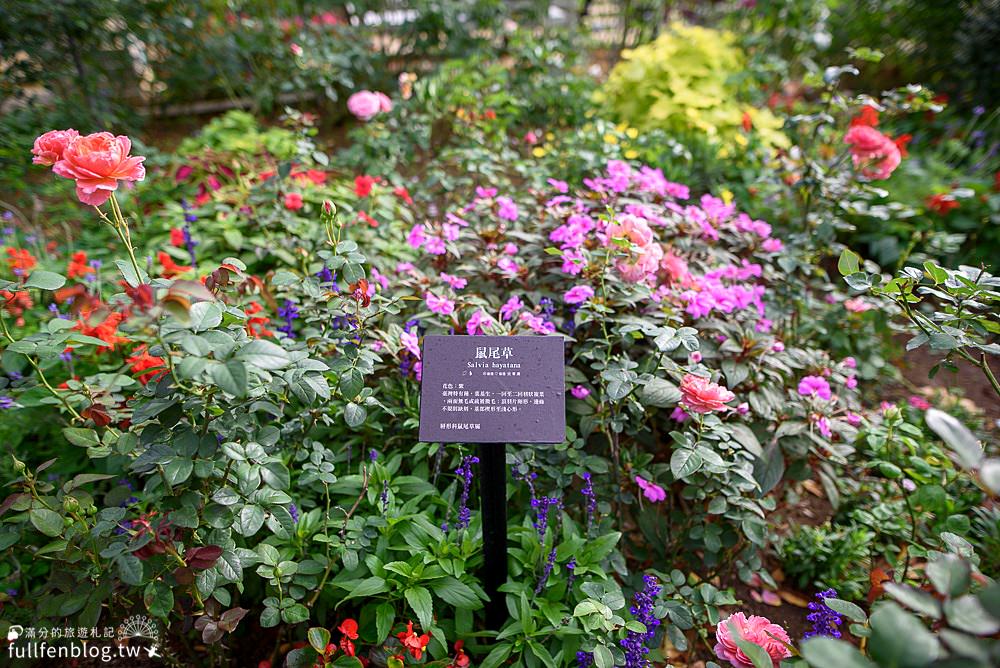 桃園楊梅【雅聞魅力博覽館】免門票玫瑰花園賞花攻略.落羽松秘境約會趣!