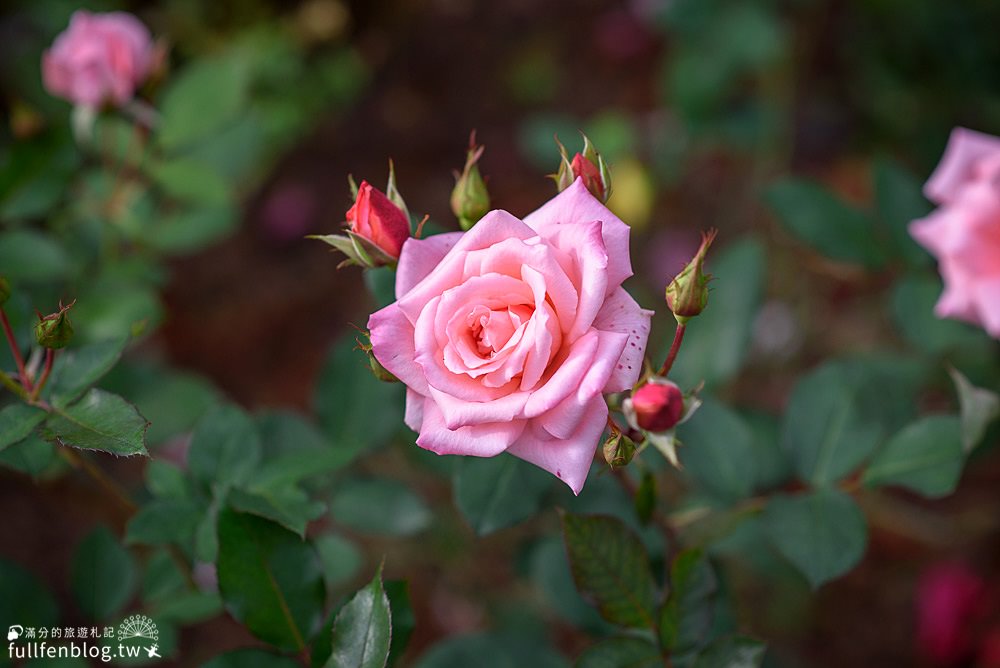 桃園楊梅【雅聞魅力博覽館】免門票玫瑰花園賞花攻略.落羽松秘境約會趣!