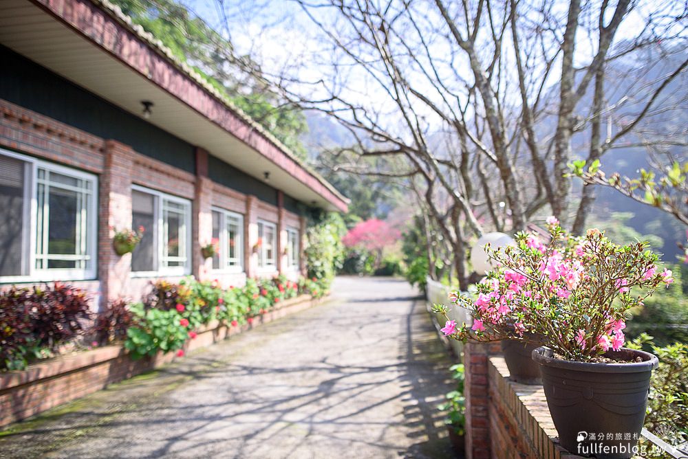 苗栗獅潭景點|星仙草|景觀咖啡.賞櫻花.望雲海|必吃招牌芋圓仙草凍~來去山中秘境品嚐仙草甜品!