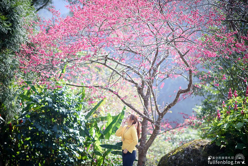 苗栗獅潭景點|星仙草|景觀咖啡.賞櫻花.望雲海|必吃招牌芋圓仙草凍~來去山中秘境品嚐仙草甜品!