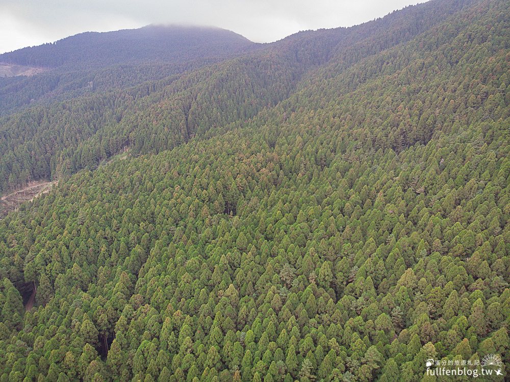 新竹五峰景點|山上人家|賞櫻秘境.雲海勝境.景觀餐廳.夢幻茶田.下午茶|海拔1200公尺的忘憂森林!