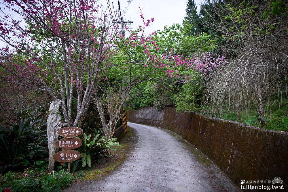 新竹五峰景點|山上人家|賞櫻秘境.雲海勝境.景觀餐廳.夢幻茶田.下午茶|海拔1200公尺的忘憂森林!