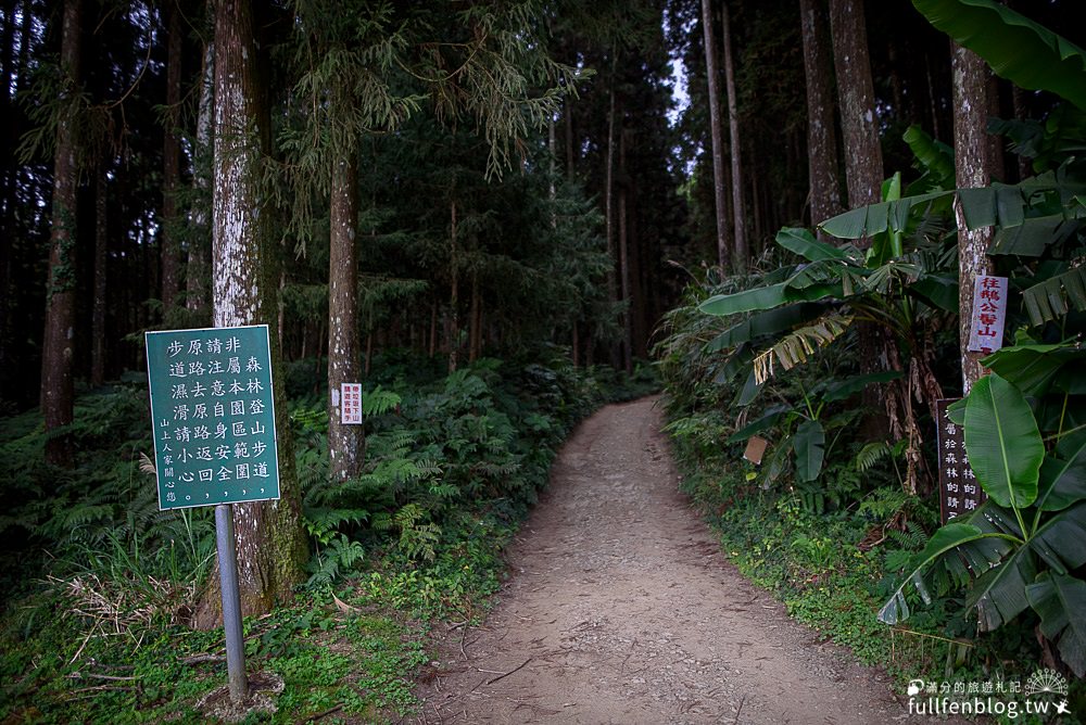 新竹五峰景點|山上人家|賞櫻秘境.雲海勝境.景觀餐廳.夢幻茶田.下午茶|海拔1200公尺的忘憂森林!