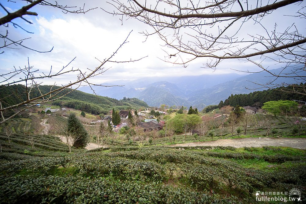 新竹五峰景點|山上人家|賞櫻秘境.雲海勝境.景觀餐廳.夢幻茶田.下午茶|海拔1200公尺的忘憂森林!