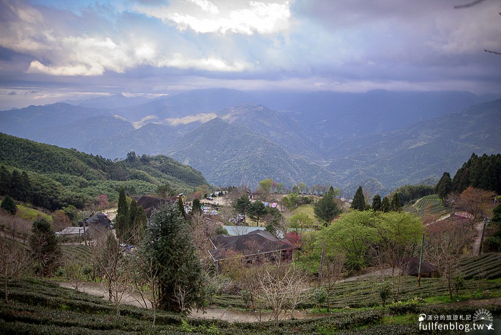 新竹五峰景點|山上人家|賞櫻秘境.雲海勝境.景觀餐廳.夢幻茶田.下午茶|海拔1200公尺的忘憂森林!