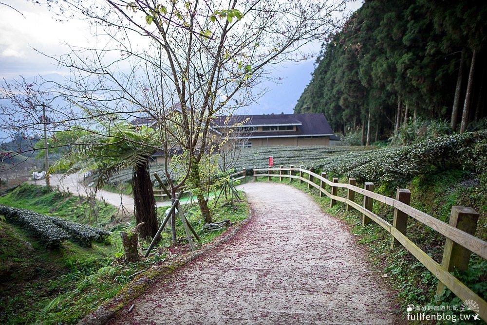 新竹五峰景點|山上人家|賞櫻秘境.雲海勝境.景觀餐廳.夢幻茶田.下午茶|海拔1200公尺的忘憂森林!