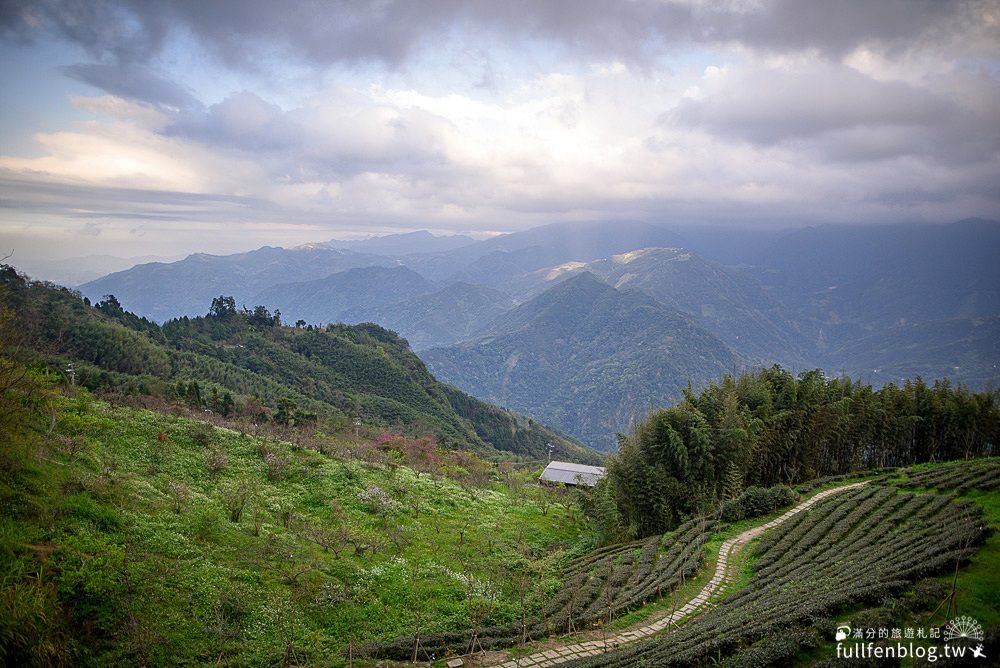 新竹五峰景點|山上人家|賞櫻秘境.雲海勝境.景觀餐廳.夢幻茶田.下午茶|海拔1200公尺的忘憂森林!